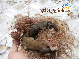 Những bé thú cưng đang có mặt tại PetXinh đợt hàng tháng 10/2017 17