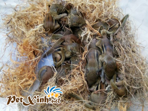 Những bé thú cưng đang có mặt tại PetXinh đợt hàng tháng 10/2017 16