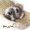 nhà rơm hình dép 4