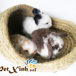 Đệm ngủ cỏ lớn