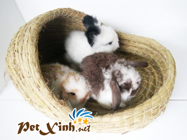 nhà rơm hình dép 1