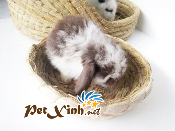 nhà rơm hình dép 1