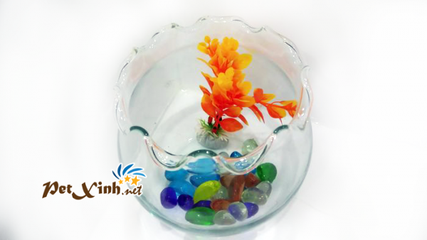 hồ cá hình tròn