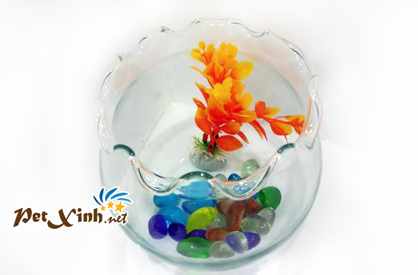 hồ cá hình tròn