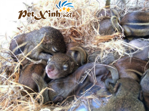 Những bé thú cưng đang có mặt tại PetXinh đợt hàng tháng 10/2017 15