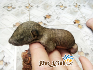 Những bé thú cưng đang có mặt tại PetXinh đợt hàng tháng 10/2017 14