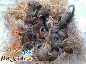 Những bé thú cưng đang có mặt tại PetXinh đợt hàng tháng 10/2017 13