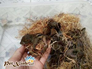 Những bé thú cưng đang có mặt tại PetXinh đợt hàng tháng 10/2017 12