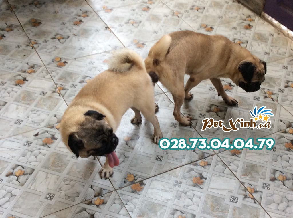Phối giống chó Pug mặt xệ (bao đậu) 4