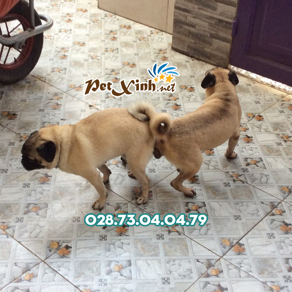 Phối giống chó Pug mặt xệ (bao đậu) 3
