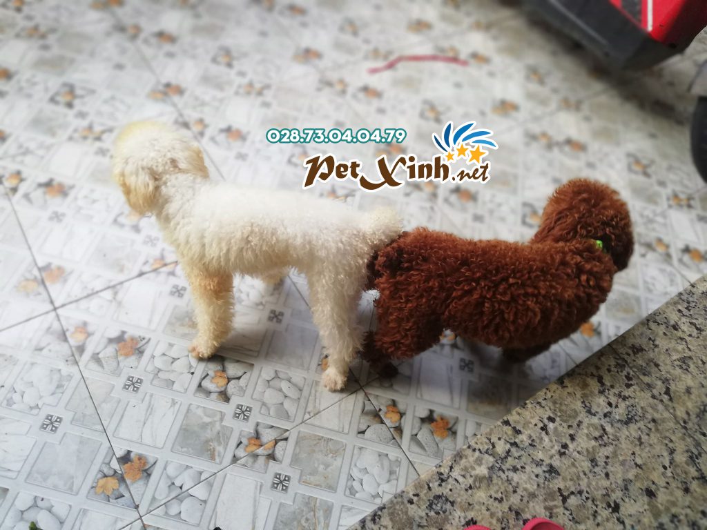 Phối giống poodle trắng (bao đậu) 1