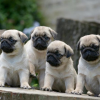 Phối giống chó Pug mặt xệ (bao đậu) 1