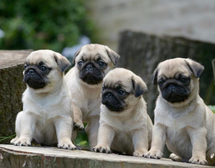 Phối giống chó Pug mặt xệ (bao đậu) 5