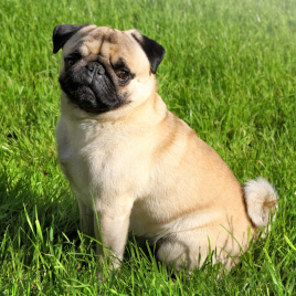 phối giống chó pug mặt xệ bao đậu