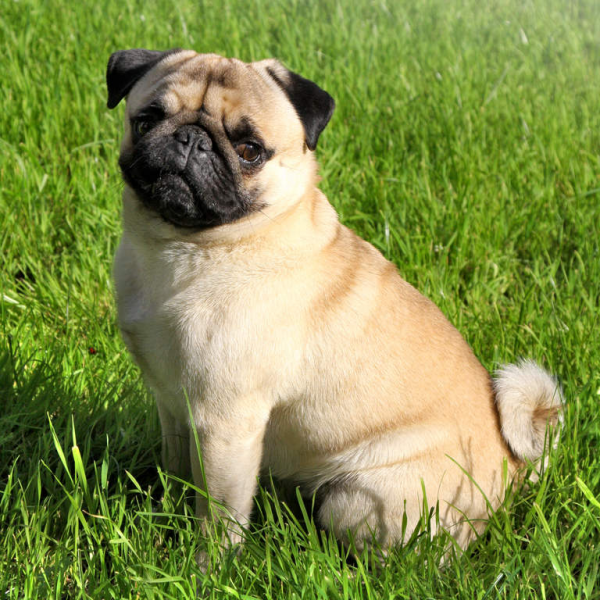 phối giống chó pug mặt xệ bao đậu