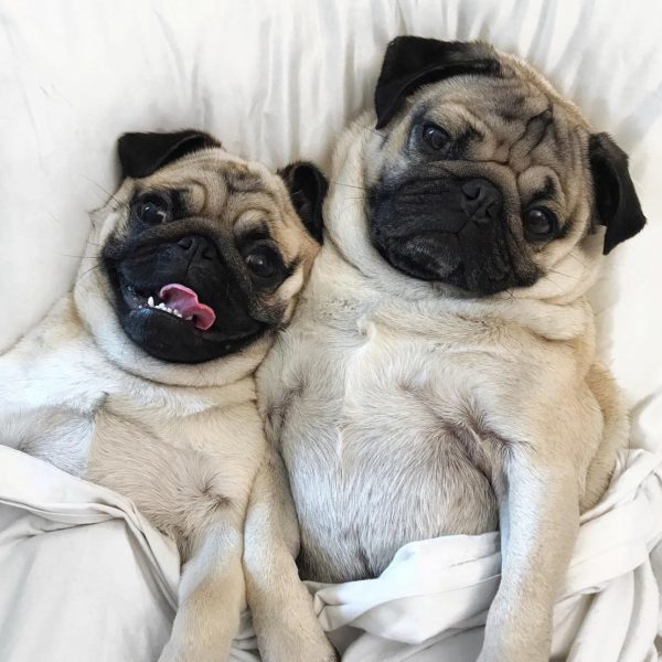 phối giống chó pug mặt xệ bao đậu