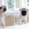 phối giống chó pug mặt xệ bao đậu