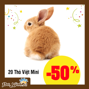 thỏ mini petxinh tân phú