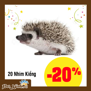 nhím kiểng petxinh tân phú