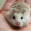 Hamster Robo 1
