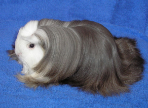Các chủng loại guinea pig 3