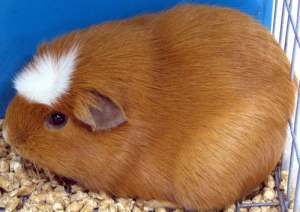 Các chủng loại guinea pig 2