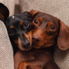 dachshund
