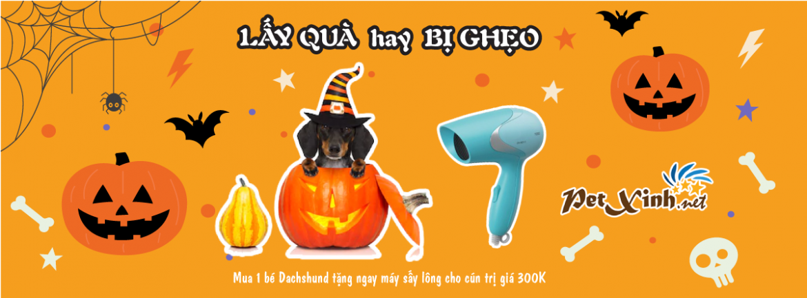 Halloween ghé PetXinh rinh quà 1 Halloween ghé PetXinh rinh quà 1