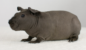 Các chủng loại guinea pig 6