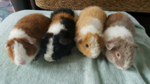 Các chủng loại guinea pig 7