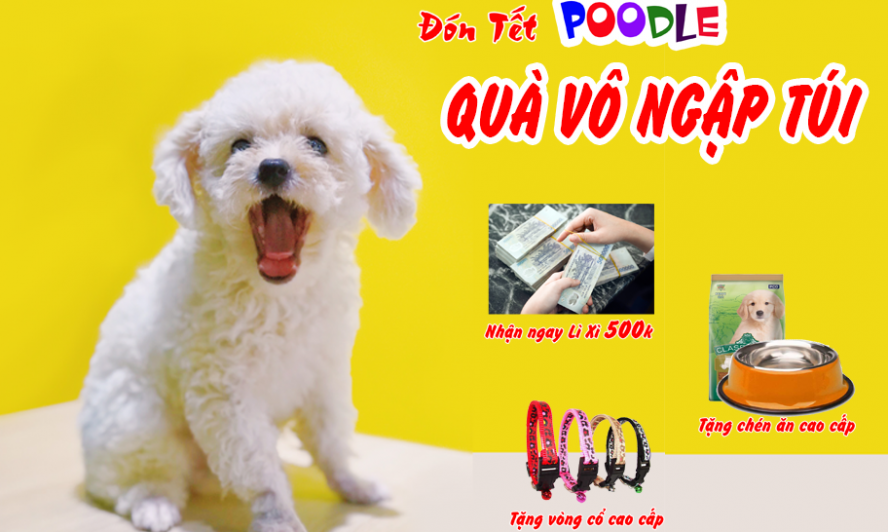 Đón Tết Poodle, quà vô cả núi 3