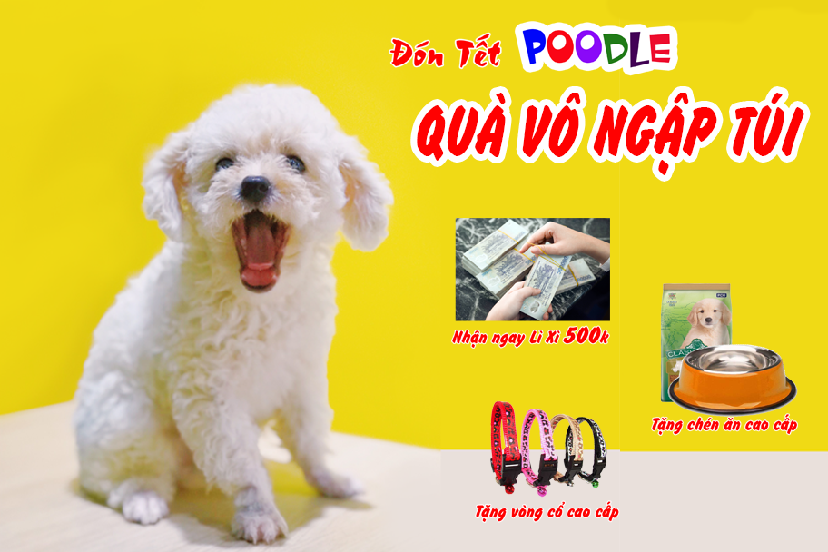 Đón Tết Poodle, quà vô cả núi 1 Đón Tết Poodle, quà vô cả núi 1