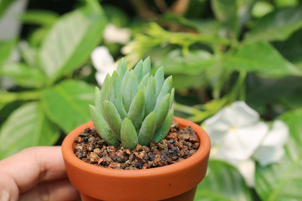 Sen đá chuỗi ngọc đứng 2 sen đá chuỗi ngọc đứng
