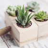 sen đá móng rồng gò vấp tp hồ chí minh