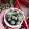 xương rồng trứng chim, xương rồng nhện trắng