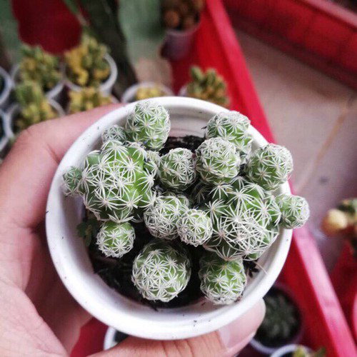 xương rồng trứng chim, xương rồng nhện trắng