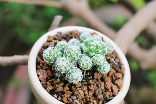 xương rồng trứng chim, xương rồng nhện trắng