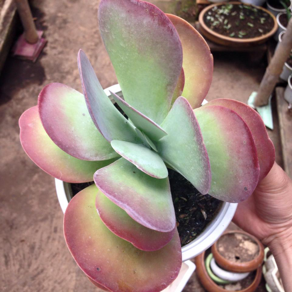 sen đá cánh bướm