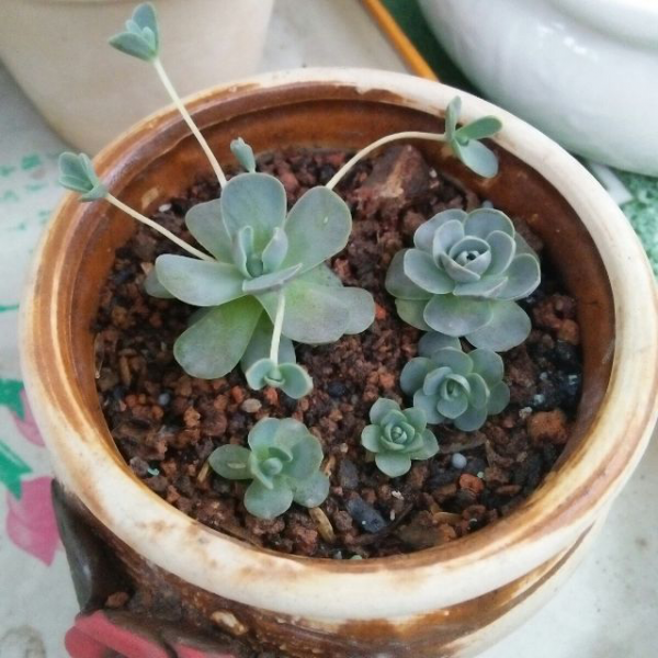 sen đá dù sen đá nhảy dù