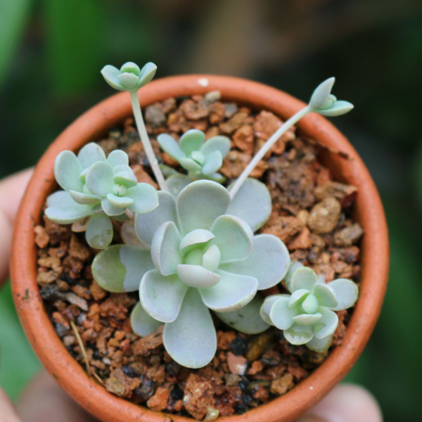 sen đá dù sen đá nhảy dù