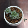 sen đá dù sen đá nhảy dù