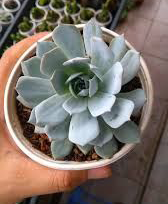 sen đá đất trắng