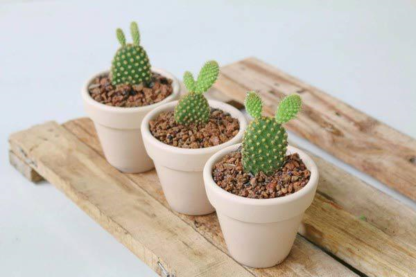 Xương rồng tai thỏ 2