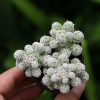 xương rồng trứng chim, xương rồng nhện trắng