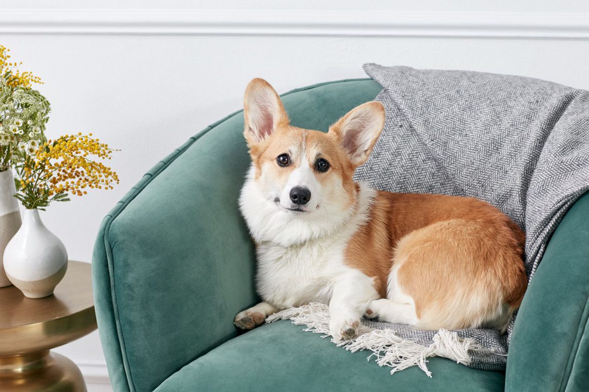 Cách nuôi dưỡng chó Corgi 1 các nuôi dưỡng các bé Corgi