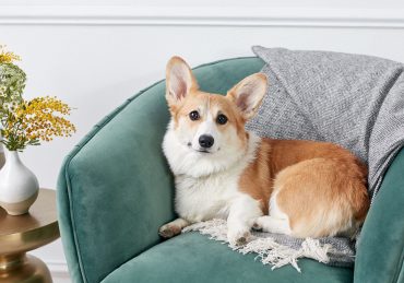 các nuôi dưỡng các bé Corgi