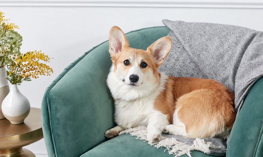 các nuôi dưỡng các bé Corgi