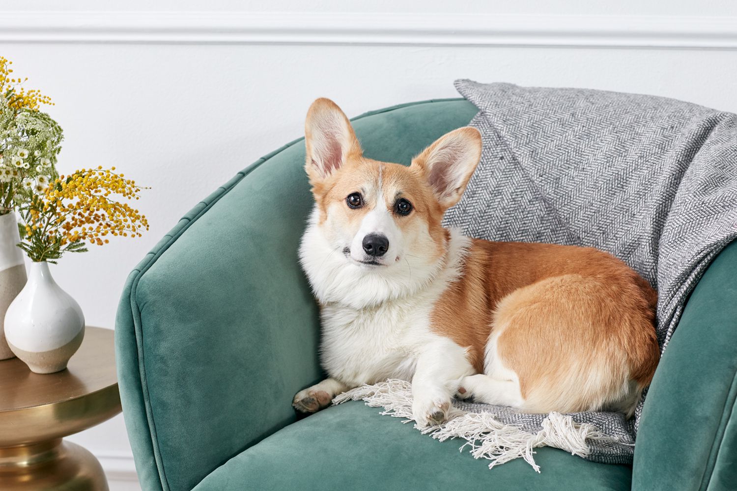 các nuôi dưỡng các bé Corgi