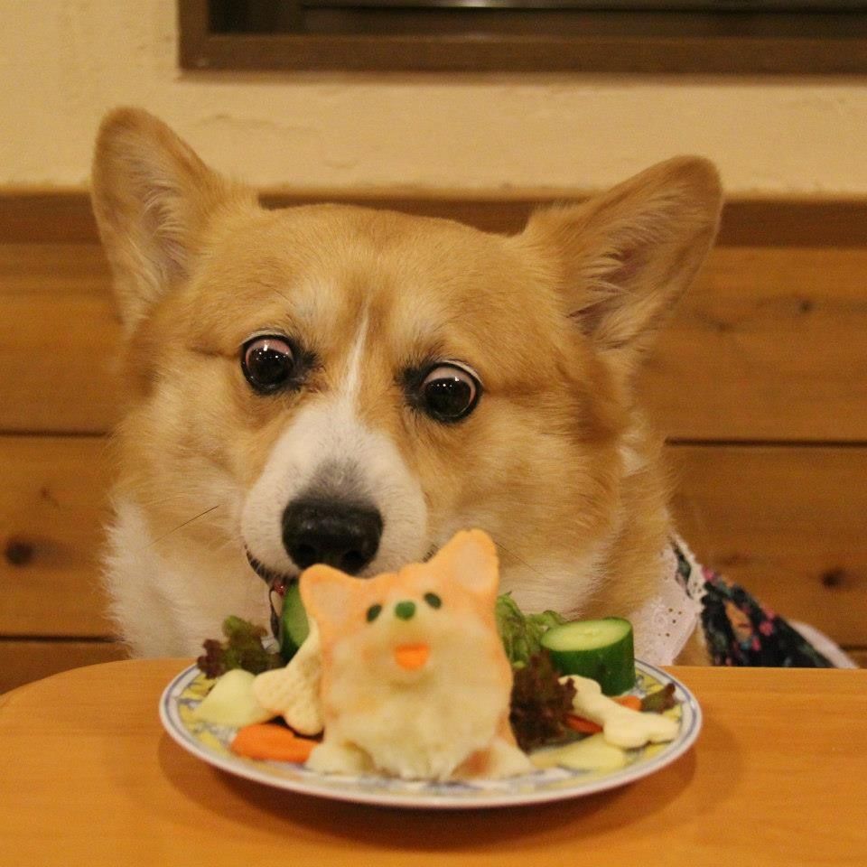 Cách nuôi dưỡng chó Corgi 3