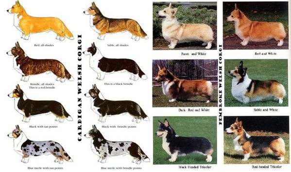 Các chủng loại chó Corgi 4